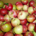 Новый урожай Хорошее качество свежего Qinguan Apple